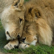 Схема вышивки «львы 2»