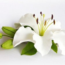 Схема вышивки «Белая лилия»