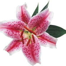 Схема вышивки «Лилия»