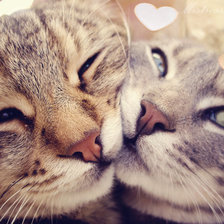 Схема вышивки «нежность и ласка»