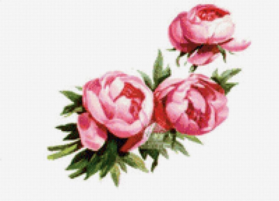 Букет пионов - цветы, букет, пион - предпросмотр