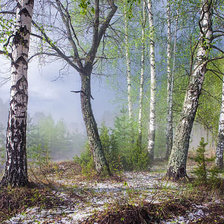 Схема вышивки «весенний лес»