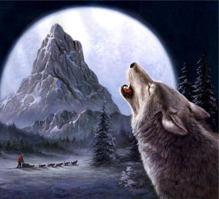 волк аляска - горы.снег, зима, аляска, волк - оригинал