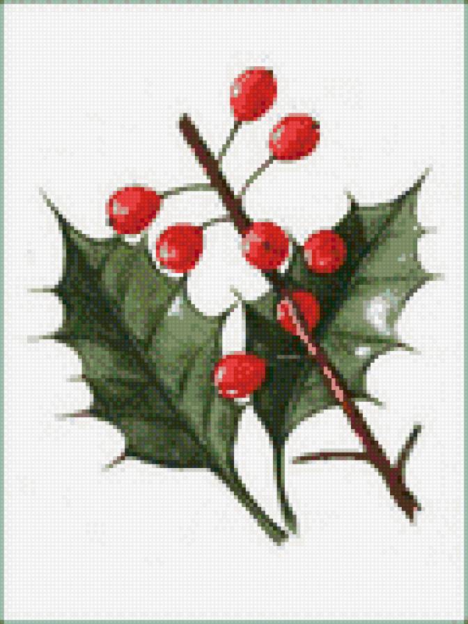 Ветка остролиста - праздник, растения, остролистник, рождество - предпросмотр