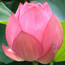 Схема вышивки «цветок лотоса»