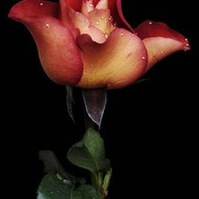 Схема вышивки «роза»