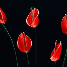 Схема вышивки «антуриум»