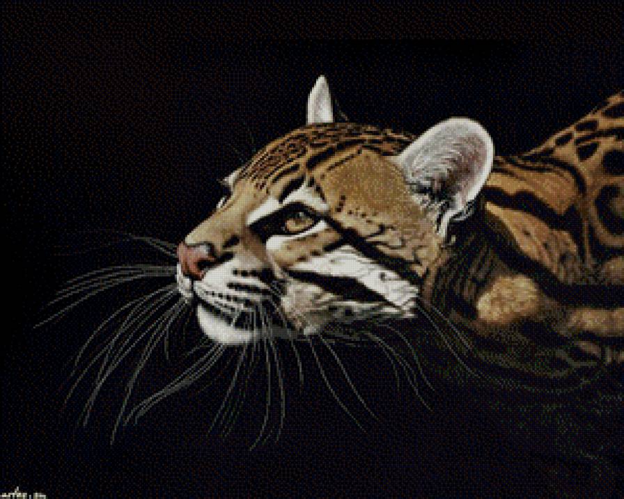 киса - гепард, леопард, кугуар - предпросмотр