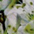 Предпросмотр схемы вышивки «яблоневый цвет» (№508877)