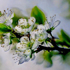 Схема вышивки «яблоневый цвет»