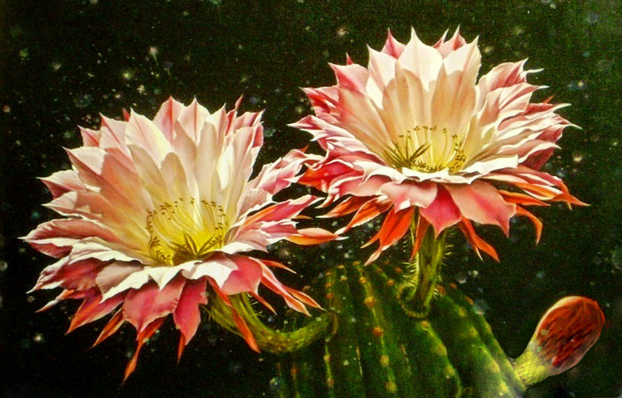 цветущий кактус - цветы, живопись - оригинал