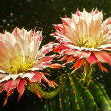 Схема вышивки «цветущий кактус»