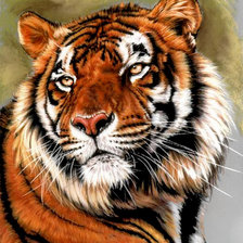 Схема вышивки «тигр»