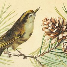 Схема вышивки «Птичка»