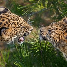 Схема вышивки «пара»