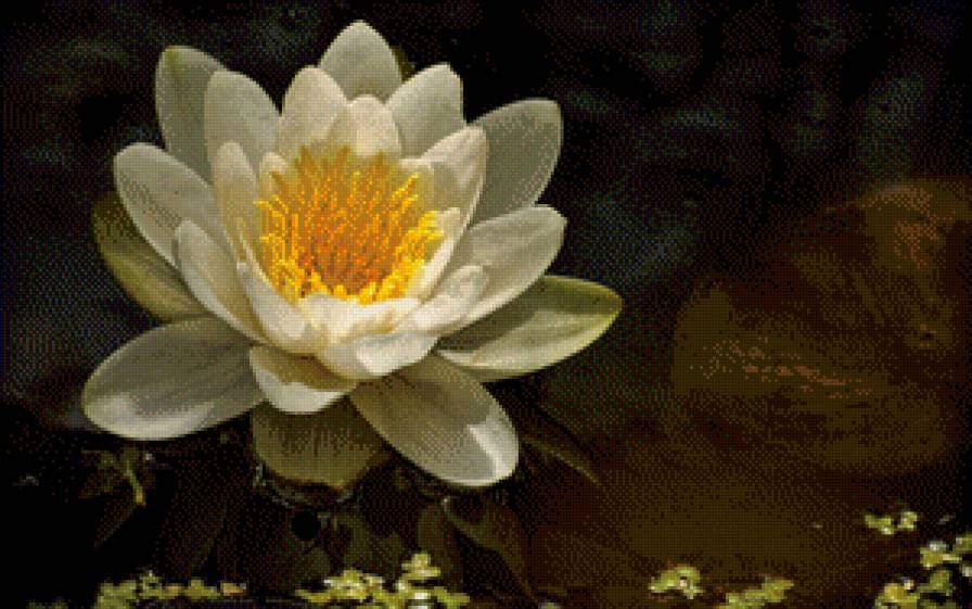 кувшинка - предпросмотр