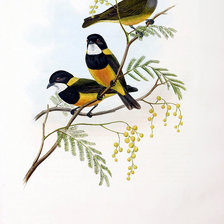 Схема вышивки «Серия "Птички-невелички"»