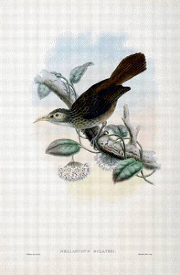 Серия "Птички-невелички" - цветы, птицы - предпросмотр