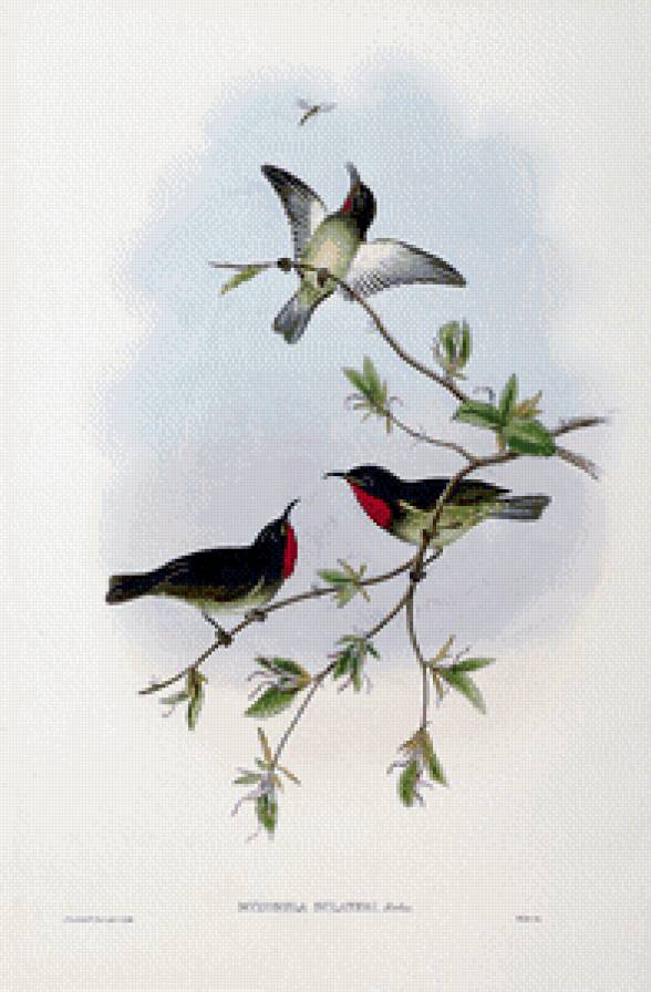 Серия "Птички-невелички" - цветы, птицы - предпросмотр