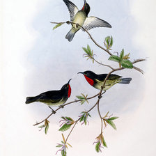 Схема вышивки «Серия "Птички-невелички"»