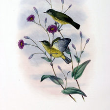 Схема вышивки «Серия "Птички-невелички"»