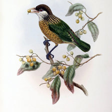 Схема вышивки «Серия "Птички-невелички"»