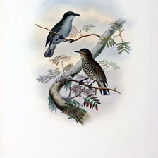 Схема вышивки «Серия "Птички-невелички"»