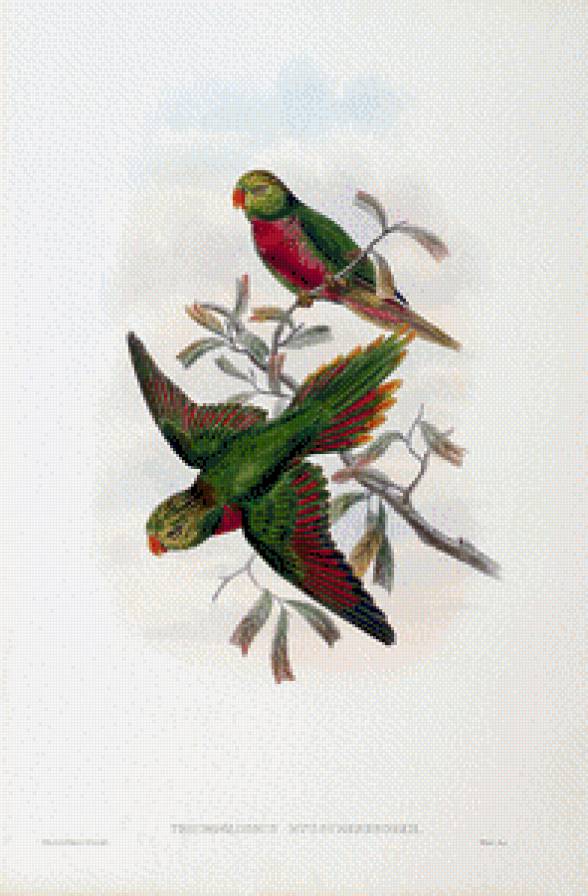 Серия "Птички-невелички" - птицы, попугаи - предпросмотр