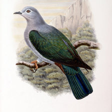 Схема вышивки «Серия "Птички-невелички"»