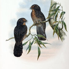 Схема вышивки «Серия "Птички-невелички"»