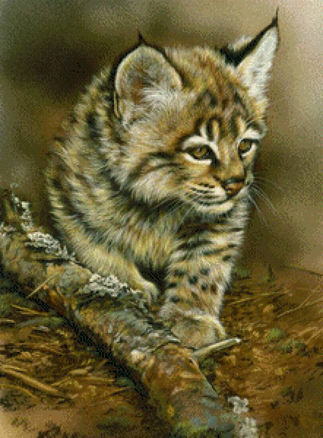 №509256 - дикие кошки, кот, природа, животные, звери - предпросмотр