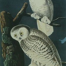 Схема вышивки «Совы»