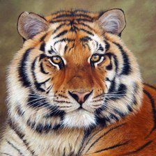 Схема вышивки «тигр»