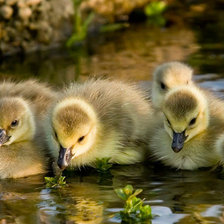 Схема вышивки «маленькие гуси»