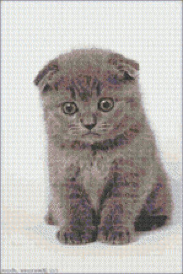 Мой котёнок - скотч - предпросмотр