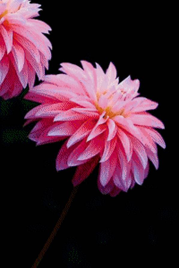 георгин - цветы, красота - предпросмотр