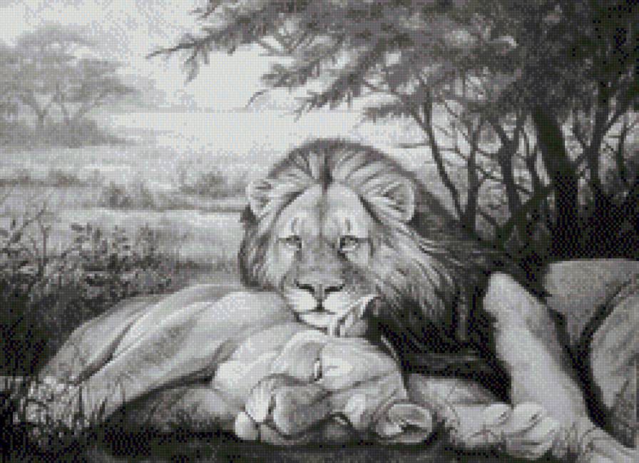 Львиная идиллия-монохром - животные, монохром, пара, большие кошки, львы - предпросмотр