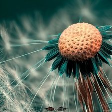 Схема вышивки «Одуванчик»