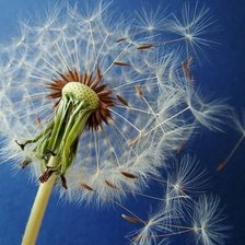 Схема вышивки «Одуванчик»