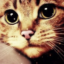 Схема вышивки «Кот»