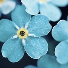 Схема вышивки «Цветы»