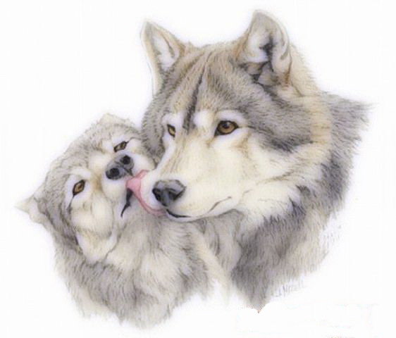 №510109 - волк, взгляд волка - оригинал