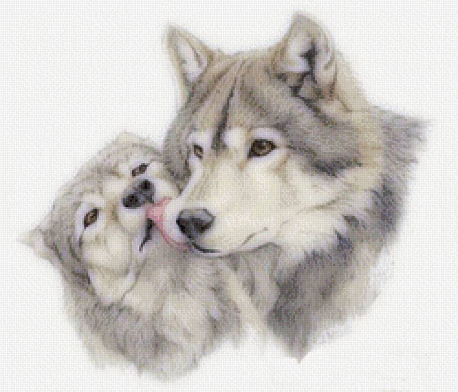 №510109 - взгляд волка, волк - предпросмотр