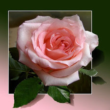 Схема вышивки «роза»