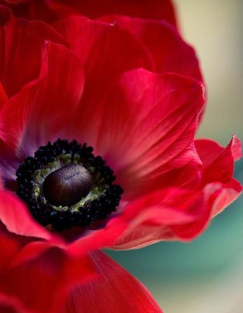 мак2 - оригинал