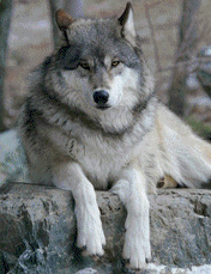 волк - предпросмотр