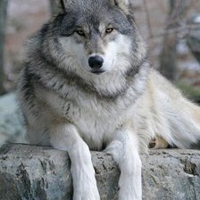 Схема вышивки «волк»