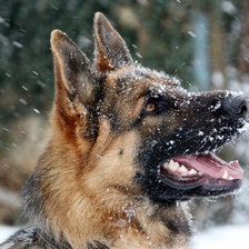 Схема вышивки «Немецкая овчарка»