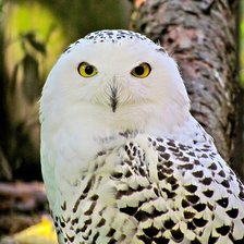 Схема вышивки «полярная звезда»