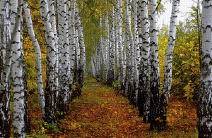 березы - природа - предпросмотр